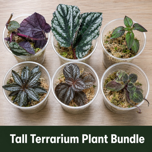 Tall terrarium plants bundle - terrarium,