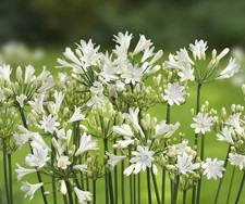 Agapanthus Summer Love White