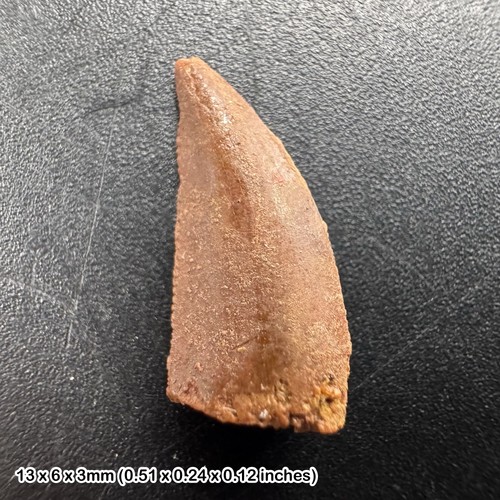 Genuine raptor dinosaur tooth - genuine,