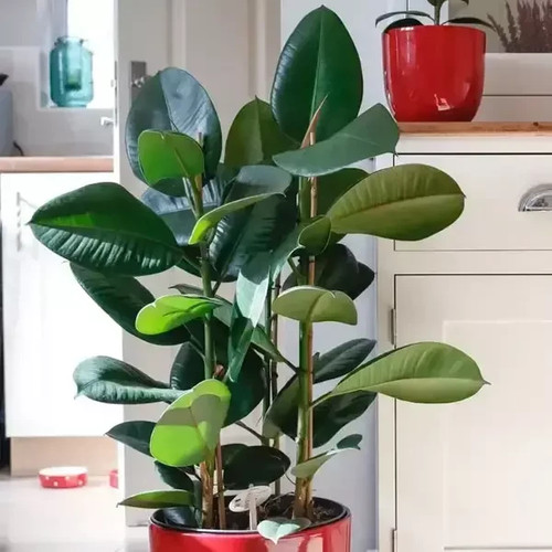 Rubber plant - rubber,