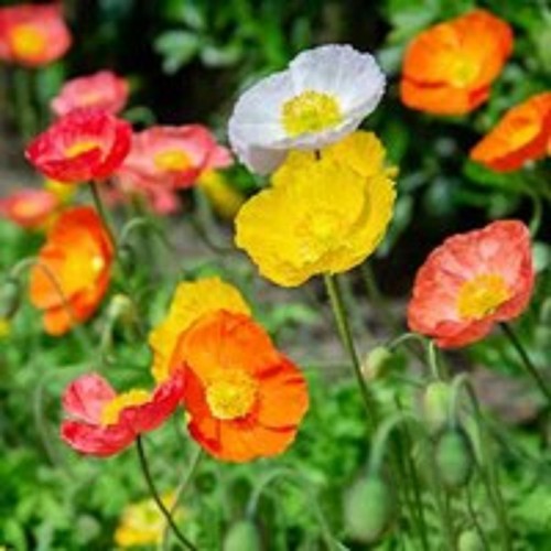 Dwarf alpine poppy - ,