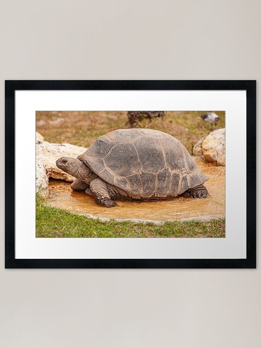 Aldabra giant tortoise framed - giant,