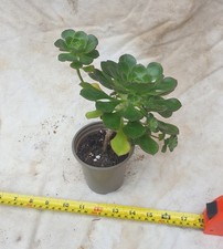 Aeonium arboreum. Green