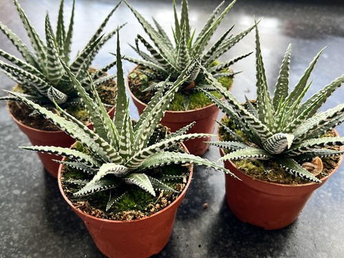 One large haworthia - one,