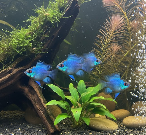 Trio cichlid rams - cichlid,