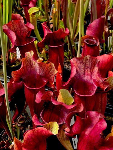 Sarracenia true blood rare - blood,