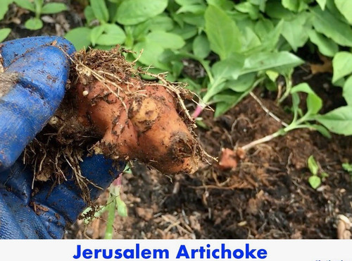 Organic jerusalem - 5,