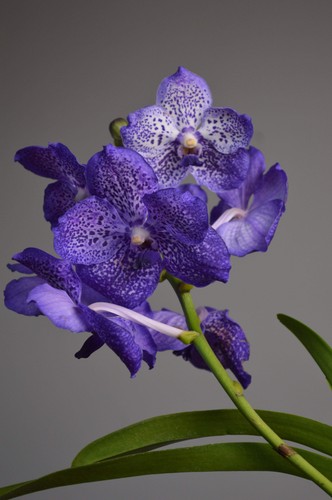 Sunanda sapphire purple vanda - sapphire,,