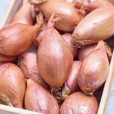 Shallot Jermor Sets - 250g/500g Banana Shallot Autumn Planting Vegetable Bulbs