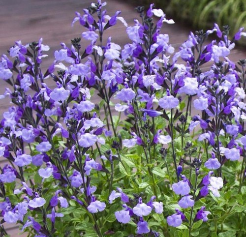 Salvia cool pale blue - 6,