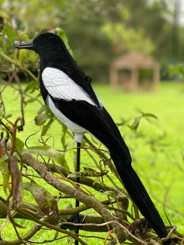 Magpie decoy flocked full - flocked,