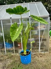 🪴Giant Taro -1 Plant -Large Leaf Beauty for Garden/Pot -Edible & Decorative🪴