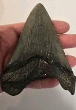 Megalodon Shark Tooth Large