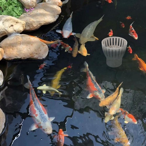 Fish pond filter drain - 1,