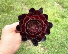 8cm Black Rose Succulent