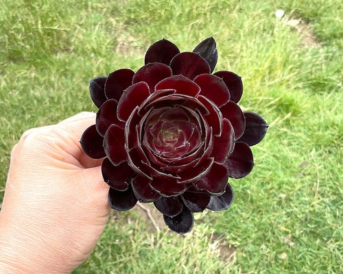 8cm black rose - 8cm,