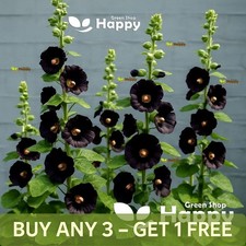 Hollyhock Black - Althaea