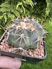 Large echinocactus - large,