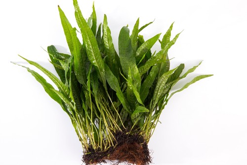 Java fern coco - coco, mat
