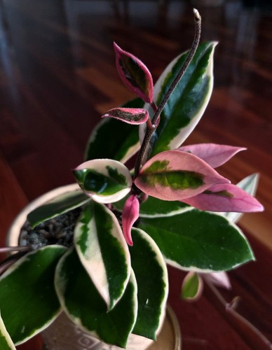 Rare hoya carnosa purple - carnosa, pride