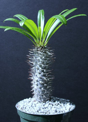Pachypodium lamerei rare