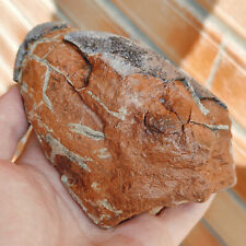 Jurassic Age of Dinosaur Egg Fossils