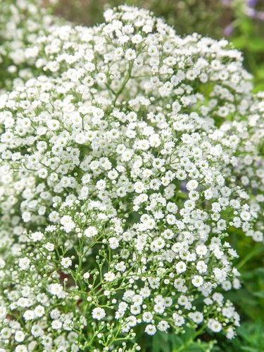 Gypsophila baby s breath - gypsophila, baby's