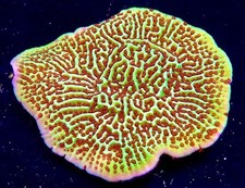 JEDI MIND TRICK MONTIPORA FRAG-SPS/ FRAG/CORAL/MARINE