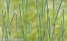 Timothy Grass seed tortoise