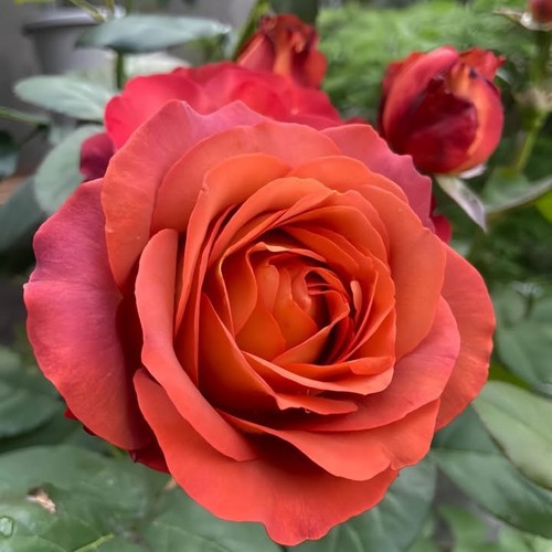 Coffee break rose potted - coffee,