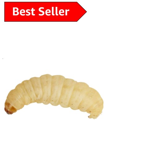 Potent waxworms 15g for birds - potent,