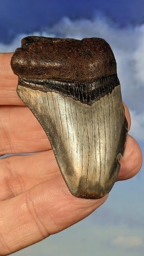 Megalodon shark fossil - megalodon,