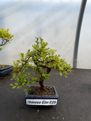 Chinese elm bonsai trunk - s,