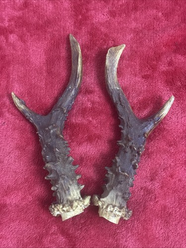 Pair roe deer antlers - deer,