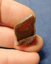 Fossil Lepidotes Fish Scale -