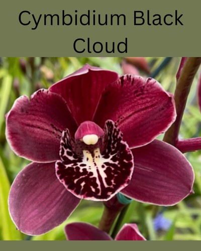 Cymbidium black cloud - cymbidium,