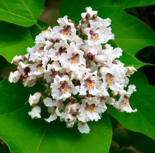 Catalpa speciosa 100cm - catalpa,