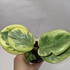 Peperomia obtusifolia ‘Variegata’ – Variegated Baby Rubber Plant – Houseplant