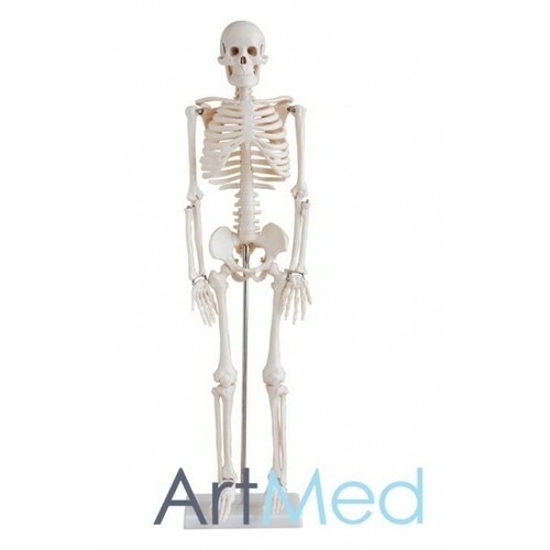 Skeleton half size - skeleton,