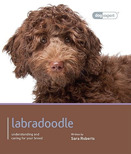 Labradoodle dog expert - labradoodle,