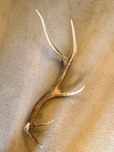 Deer antler exmoor - deer,