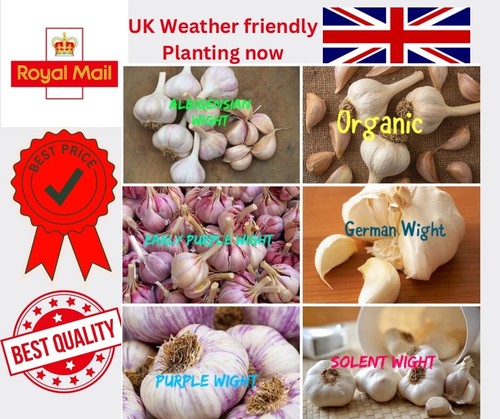 Garlic cloves various - garlic,