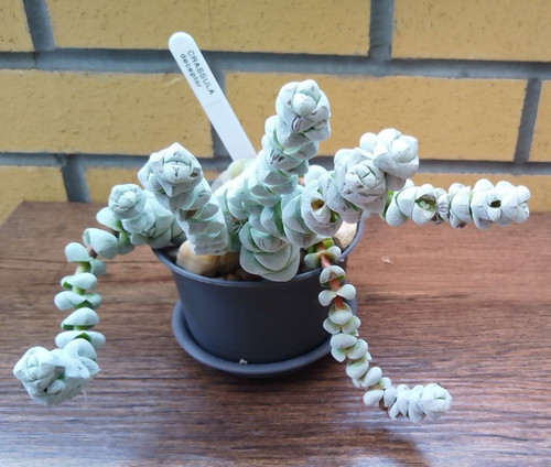 Crassula deceptor fresh - crassula, deceptor-fresh