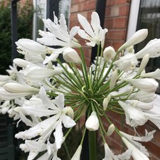 Agapanthus, 3 seedling plants in 3 inch pots, White flowers 3 plants for £8.50