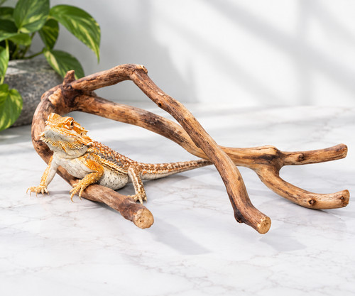Manzanita wood branch for - manzanita,