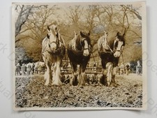 3 Draught Horses Farming
