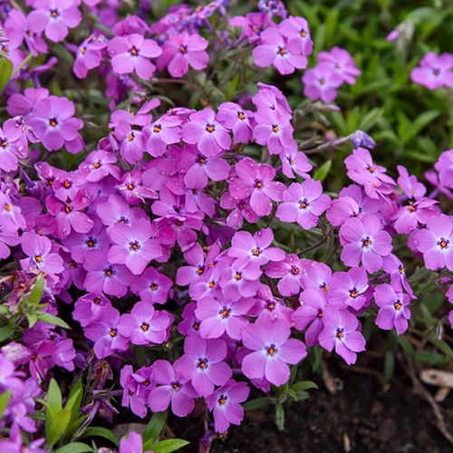 Creeping phlox romabce - 3, x