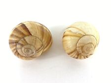 Lot of 2 Large Hermit Crab
