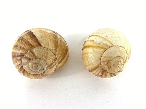 Lot large hermit - large, crab