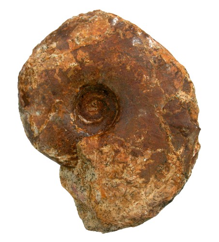 Cretaceous torcapella - cretaceous,
